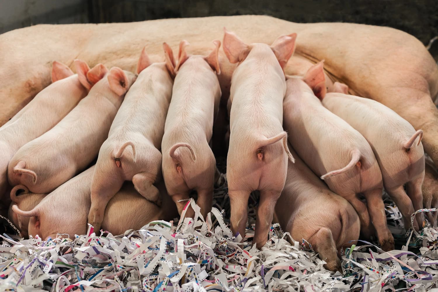 Benessere Animale